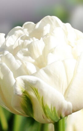 Тюльпан Норткап 500 цибулин розмір 12+