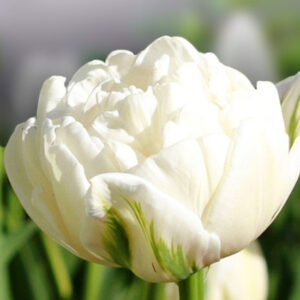 Тюльпан Норткап 500 цибулин розмір 12+