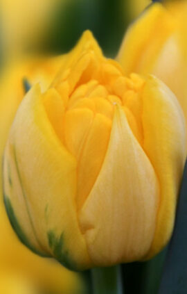 Тюльпан Нікон 500 цибулин розмір 12+