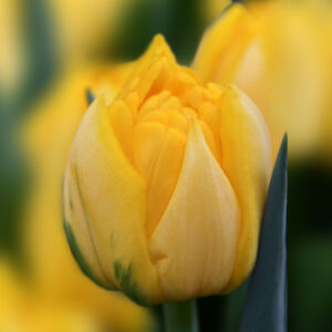 Тюльпан Нікон 500 цибулин розмір 12+