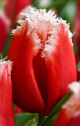 Тюльпан Нью Санта 500 цибулин розмір 12+