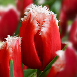 Тюльпан Нью Санта 500 цибулин розмір 12+