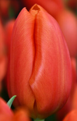 Тюльпан Оранж Джус 500 цибулин розмір 12+