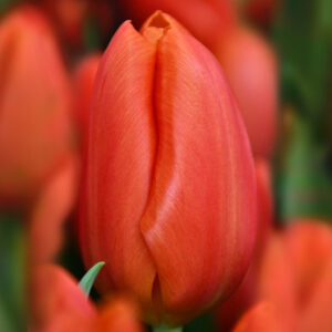 Тюльпан Оранж Джус 500 цибулин розмір 12+