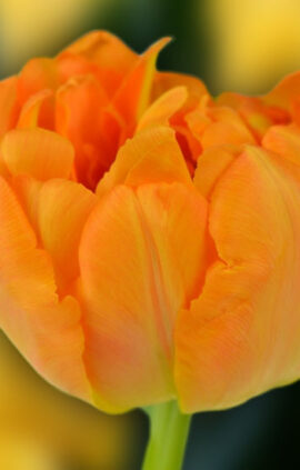 Тюльпан Орка 500 цибулин розмір 12+