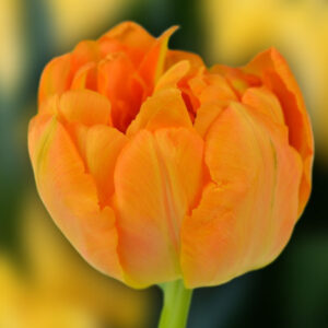 Тюльпан Орка 500 цибулин розмір 12+