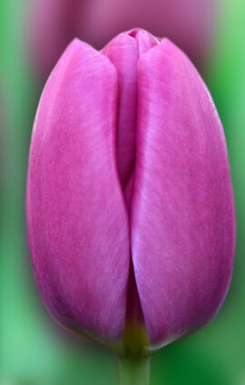 Тюльпан Озон 500 цибулин розмір 12+