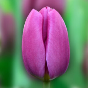 Тюльпан Озон 500 цибулин розмір 12+