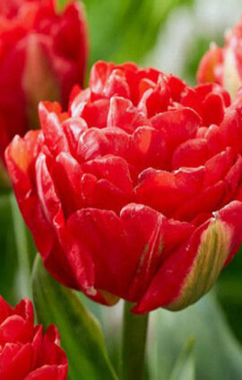 Тюльпан Памплона 500 цибулин розмір 12+