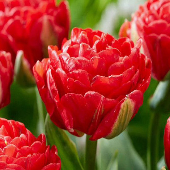 Тюльпан Памплона 500 цибулин розмір 12+