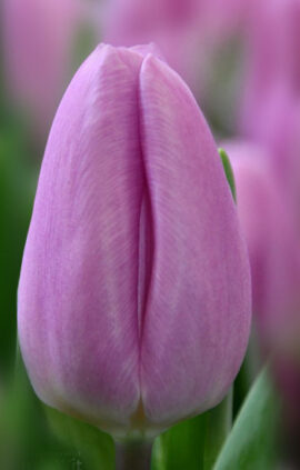 Тюльпан Парадеро 500 цибулин розмір 12+