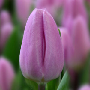 Тюльпан Парадеро 500 цибулин розмір 12+