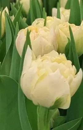 Тюльпан Пісте 500 цибулин розмір 12+