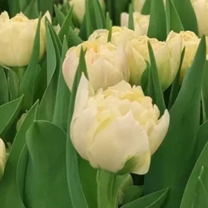 Тюльпан Пісте 500 цибулин розмір 12+