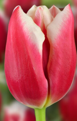 Тюльпан Посейдон 500 цибулин розмір 12+