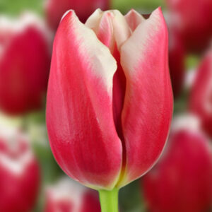 Тюльпан Посейдон 500 цибулин розмір 12+