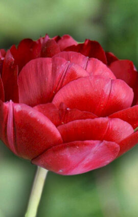 Тюльпан Престо 500 цибулин розмір 12+