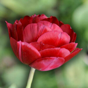 Тюльпан Престо 500 цибулин розмір 12+