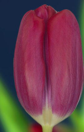 Тюльпан Пума 500 цибулин розмір 12+