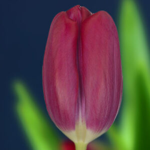 Тюльпан Пума 500 цибулин розмір 12+