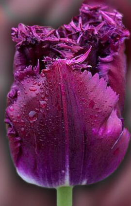 Тюльпан Пурпл Крістал 500 цибулин розмір 12+