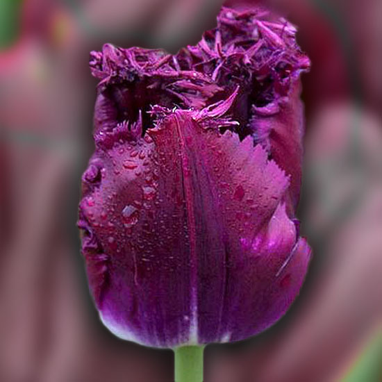 Тюльпан Пурпл Крістал 500 цибулин розмір 12+