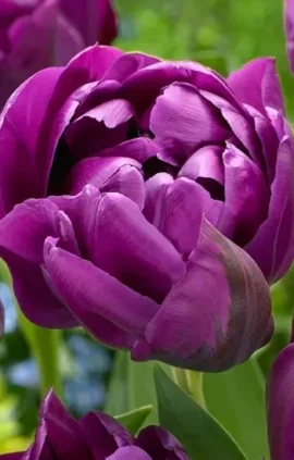 Тюльпан Пурпл Піоні 500 цибулин розмір 12+