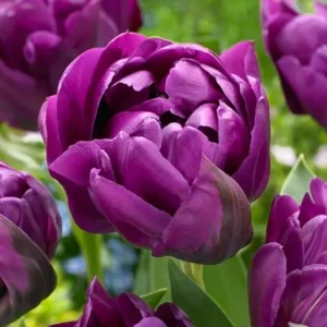Тюльпан Пурпл Піоні 500 цибулин розмір 12+