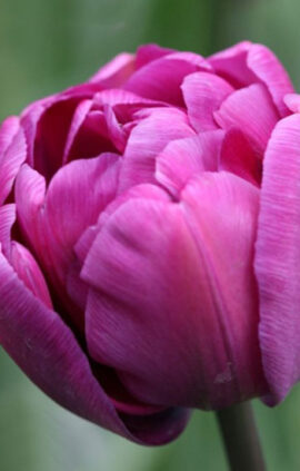 Тюльпан Пурпл Скай 500 цибулин розмір 12+