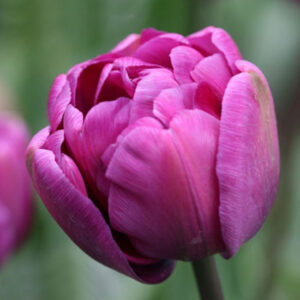 Тюльпан Пурпл Скай 500 цибулин розмір 12+