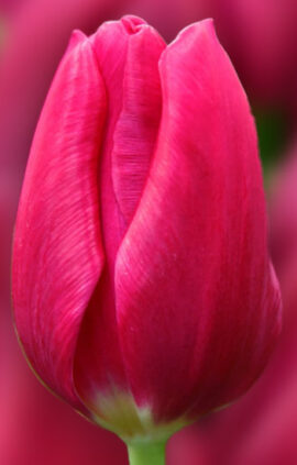 Тюльпан Пінк Ардор 500 цибулин розмір 12+