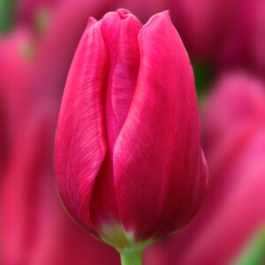 Тюльпан Пінк Ардор 500 цибулин розмір 12+