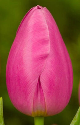 Тюльпан Пінк Твіст 500 цибулин розмір 12+