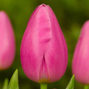 Тюльпан Пінк Твіст 500 цибулин розмір 12+