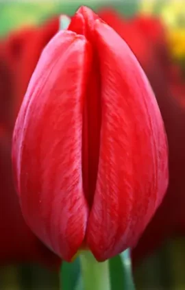 Тюльпан Ред Барон 500 цибулин розмір 12+