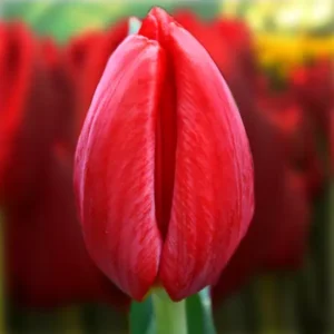 Тюльпан Ред Барон 500 цибулин розмір 12+
