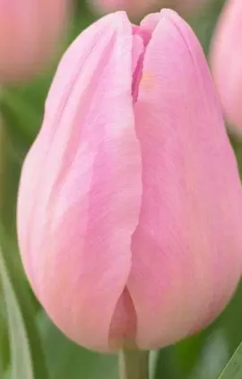 Тюльпан Розалі 500 цибулин розмір 12+