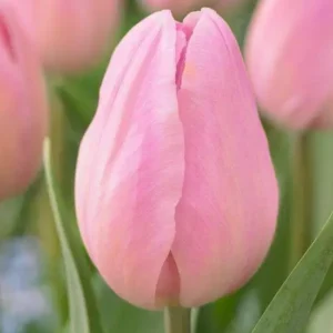 Тюльпан Розалі 500 цибулин розмір 12+