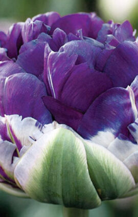 Тюльпан Сайгон Дабл 500 луковиц розмір 12+