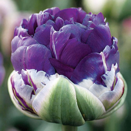 Тюльпан Сайгон Дабл 500 луковиц розмір 12+