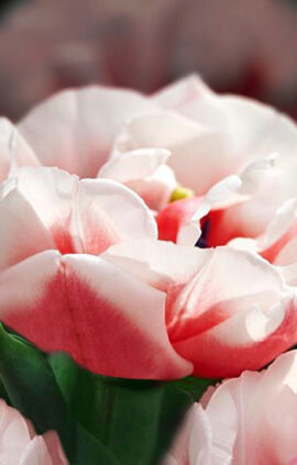 Тюльпан Самбука 500 цибулин розмір 12+