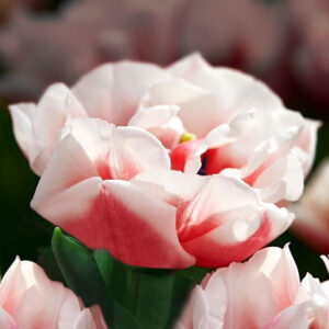 Тюльпан Самбука 500 цибулин розмір 12+