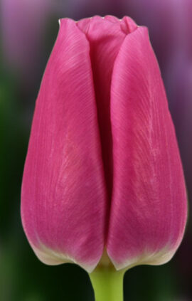 Тюльпан Сандор 500 цибулин розмір 12+