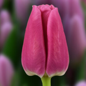 Тюльпан Сандор 500 цибулин розмір 12+