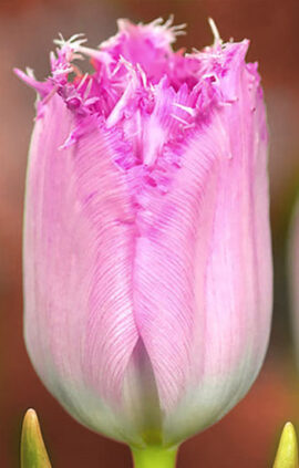 Тюльпан Сантандер 500 цибулин розмір 12+