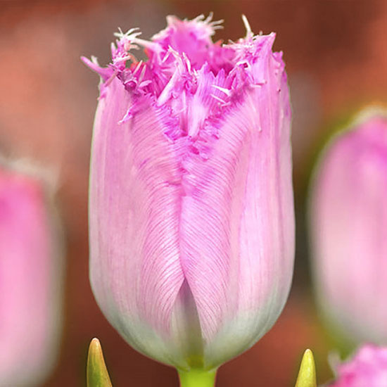 Тюльпан Сантандер 500 цибулин розмір 12+