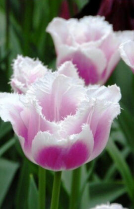 Тюльпан Сієста упаковка 30 цибулин розмір 10/11