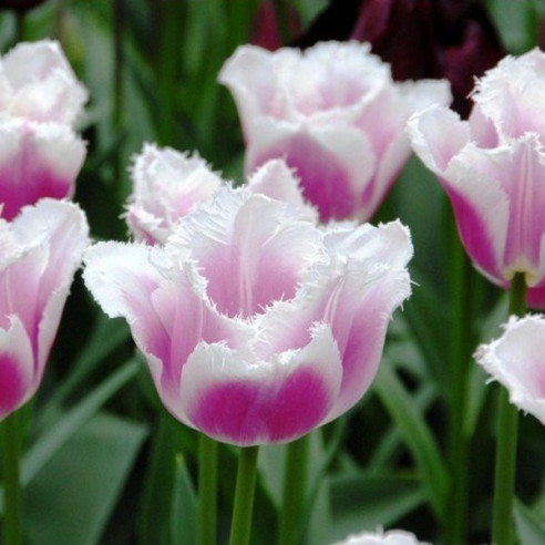 Тюльпан Сієста упаковка 30 цибулин розмір 10/11