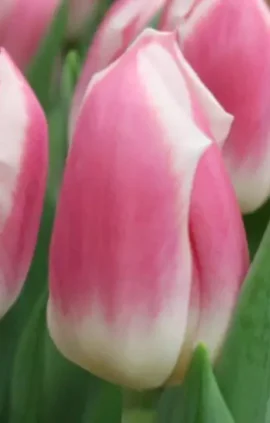 Тюльпан Снепшот 500 цибулин розмір 12+