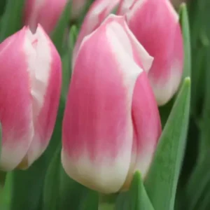 Тюльпан Снепшот 500 цибулин розмір 12+